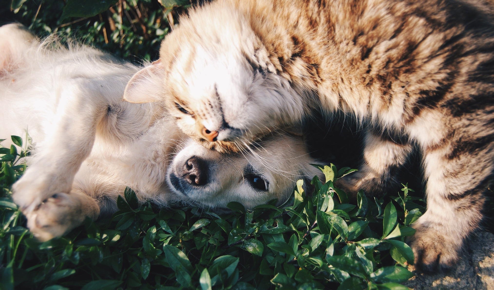 kedi kopek